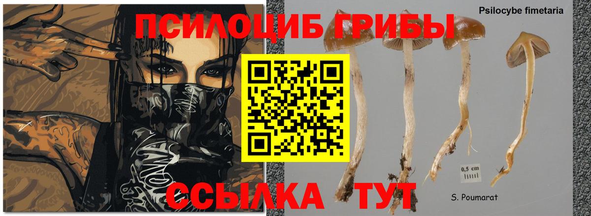 Галлюциногенные грибы Psilocybe Копейск